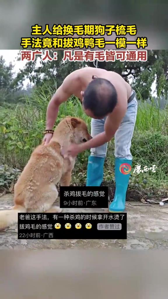 主人给换毛期狗子梳毛的视频，手法瞬间引发两广网友集体共鸣