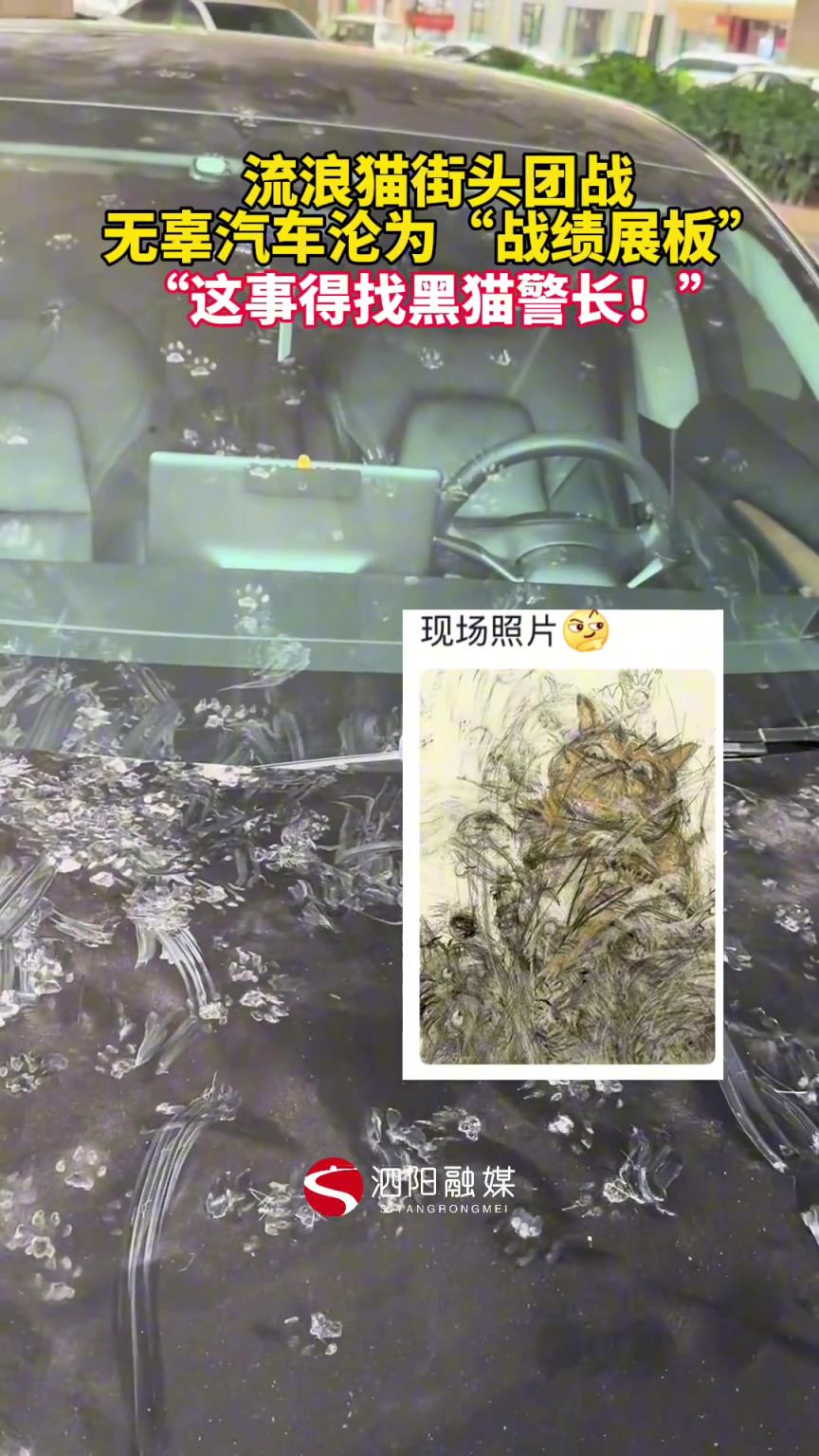 流浪貓街頭團戰(zhàn)，無辜汽車淪為“戰(zhàn)績展板”