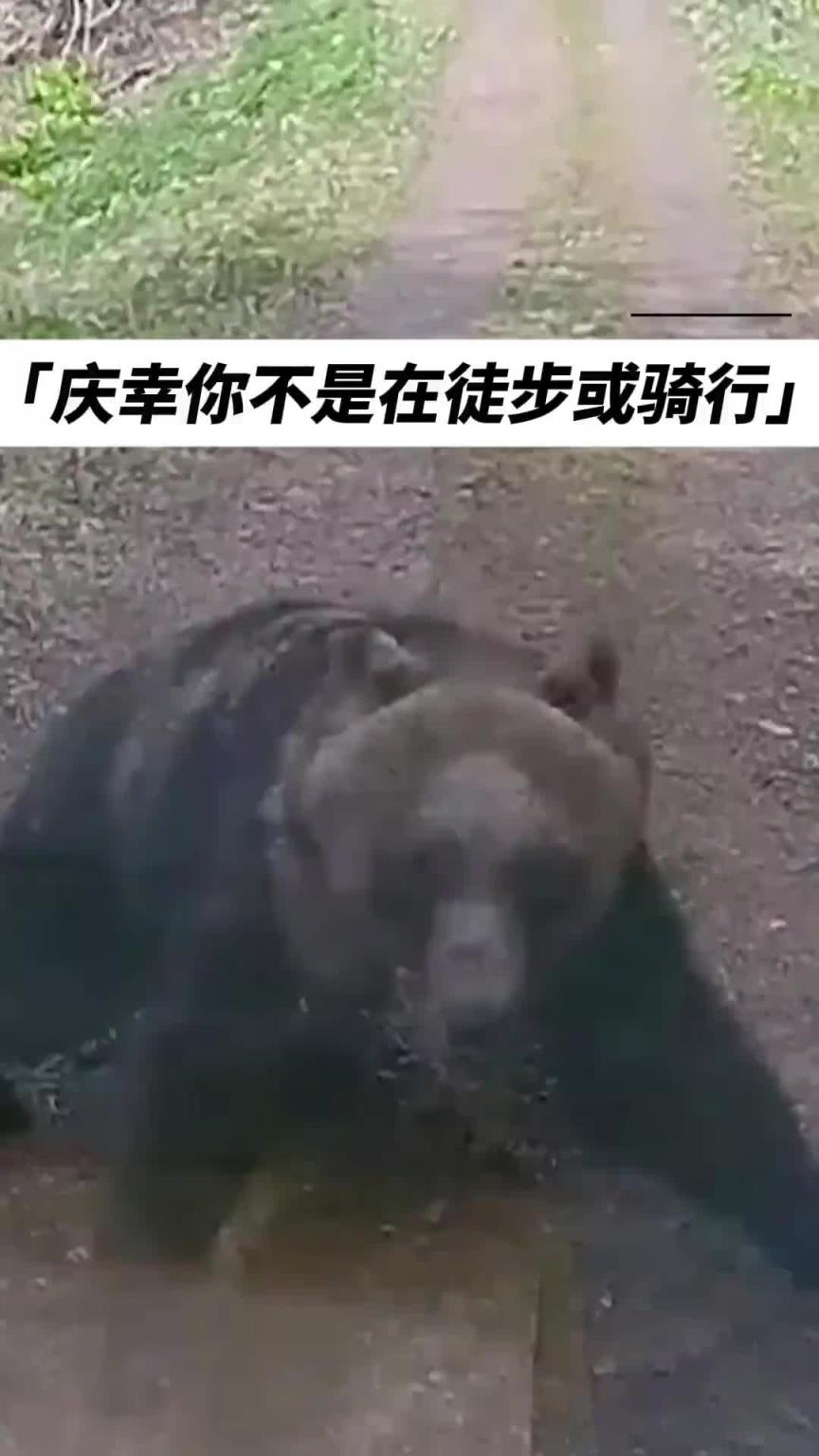 真熊出沒??！這氣勢，絕了！