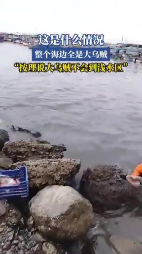 這是什么情況？整個海邊全是大烏賊