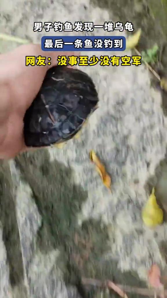 男子釣魚遇烏龜群未釣到魚，網(wǎng)友：至少沒空軍