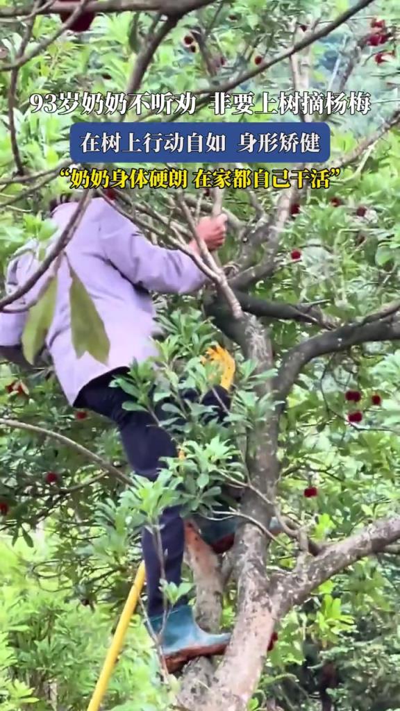 93歲奶奶不聽勸非要上樹摘楊梅