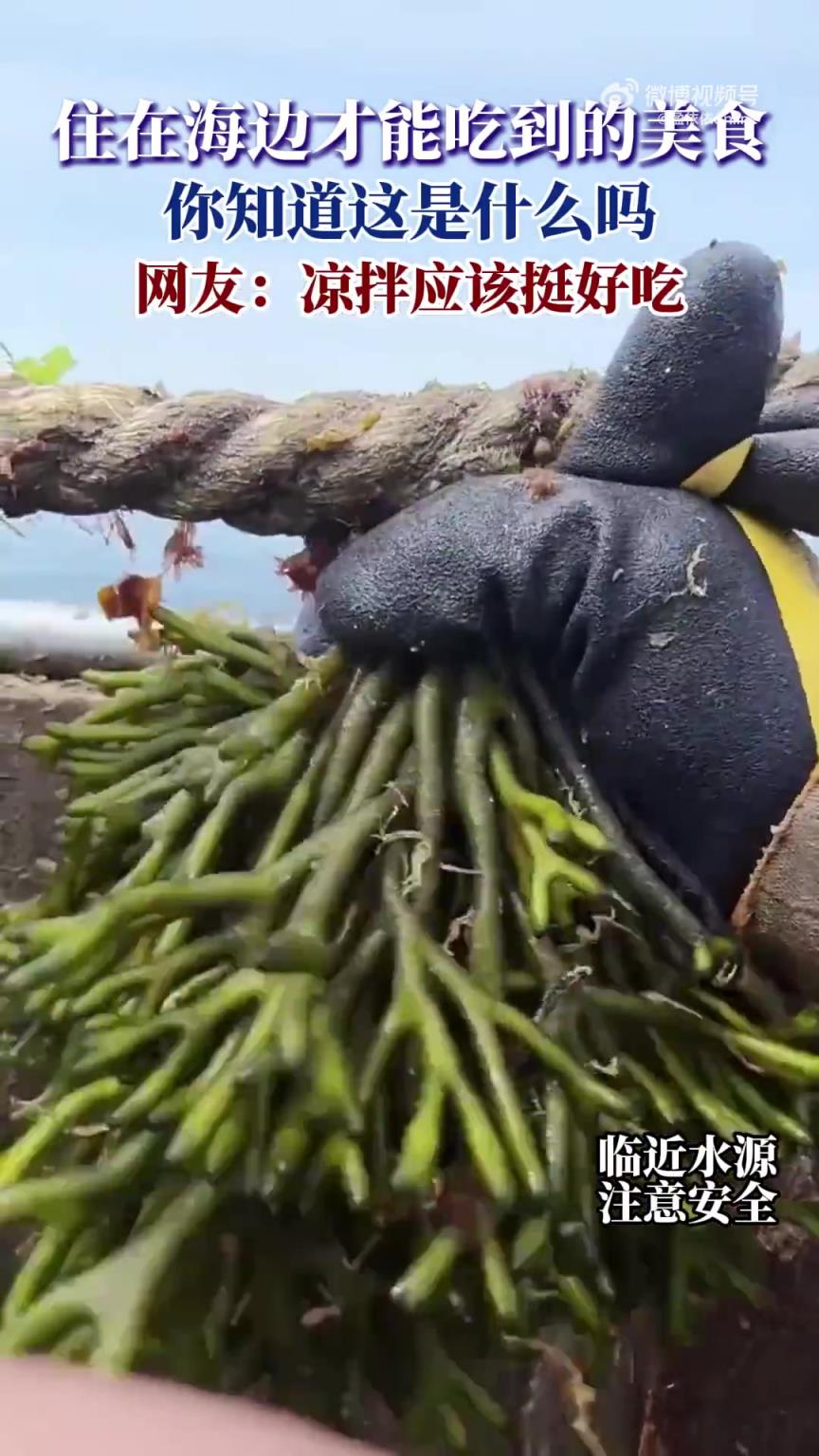 住在海邊才能吃到的美食，你知道這是什么嗎，網(wǎng)友：涼拌挺好吃