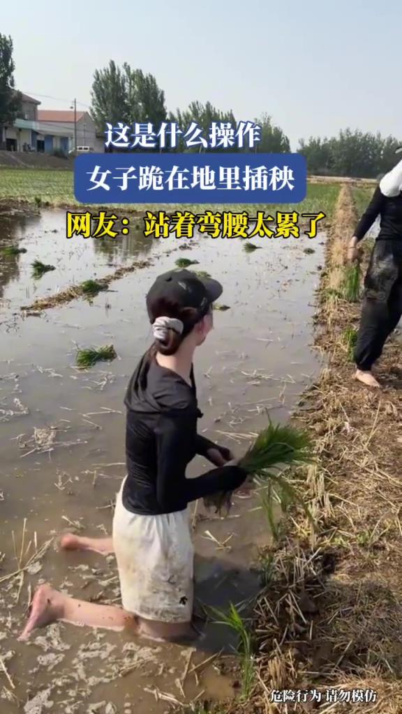 女子跪在地里插秧，這是什么操作?。?！