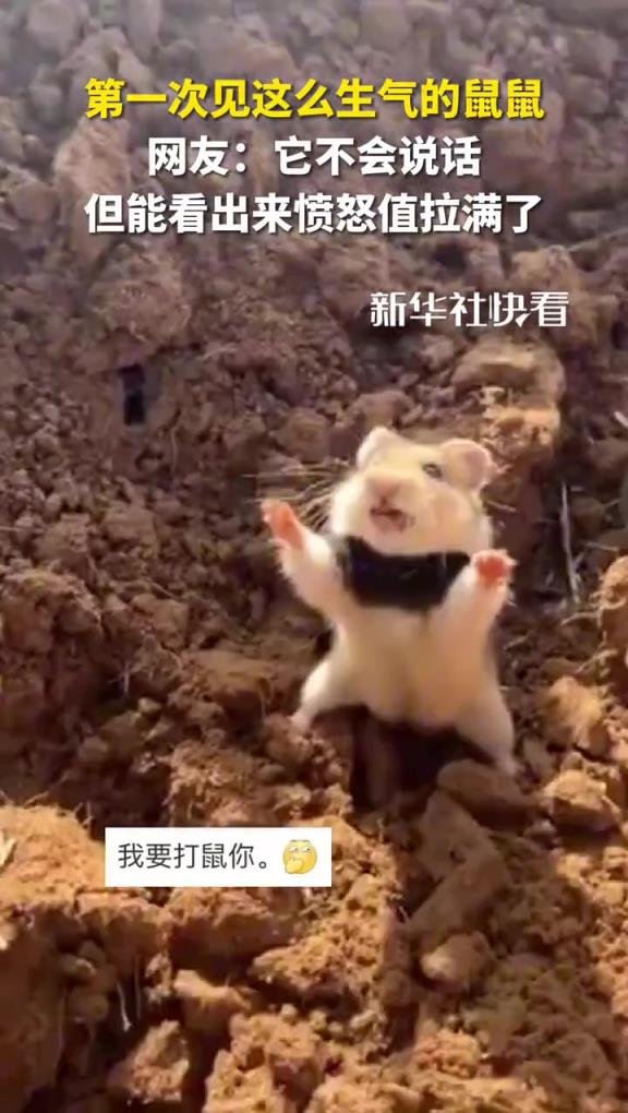 第一次見這么生氣的鼠鼠