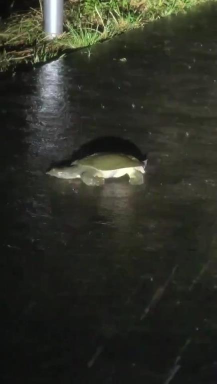 下雨天，魚都上岸了