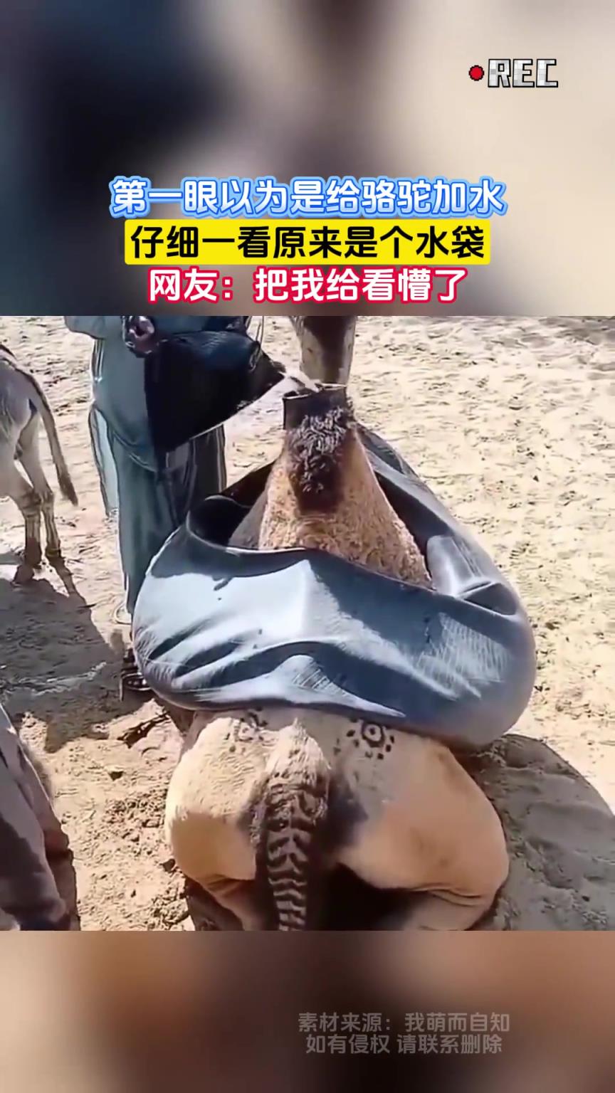 第一眼以為是給駱駝加水 仔細(xì)一看原來是個水袋
