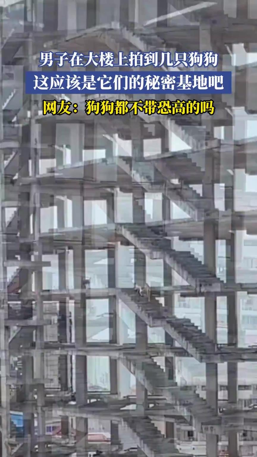 男子在大樓上拍到幾只狗狗，這應該是它們的秘密基地吧