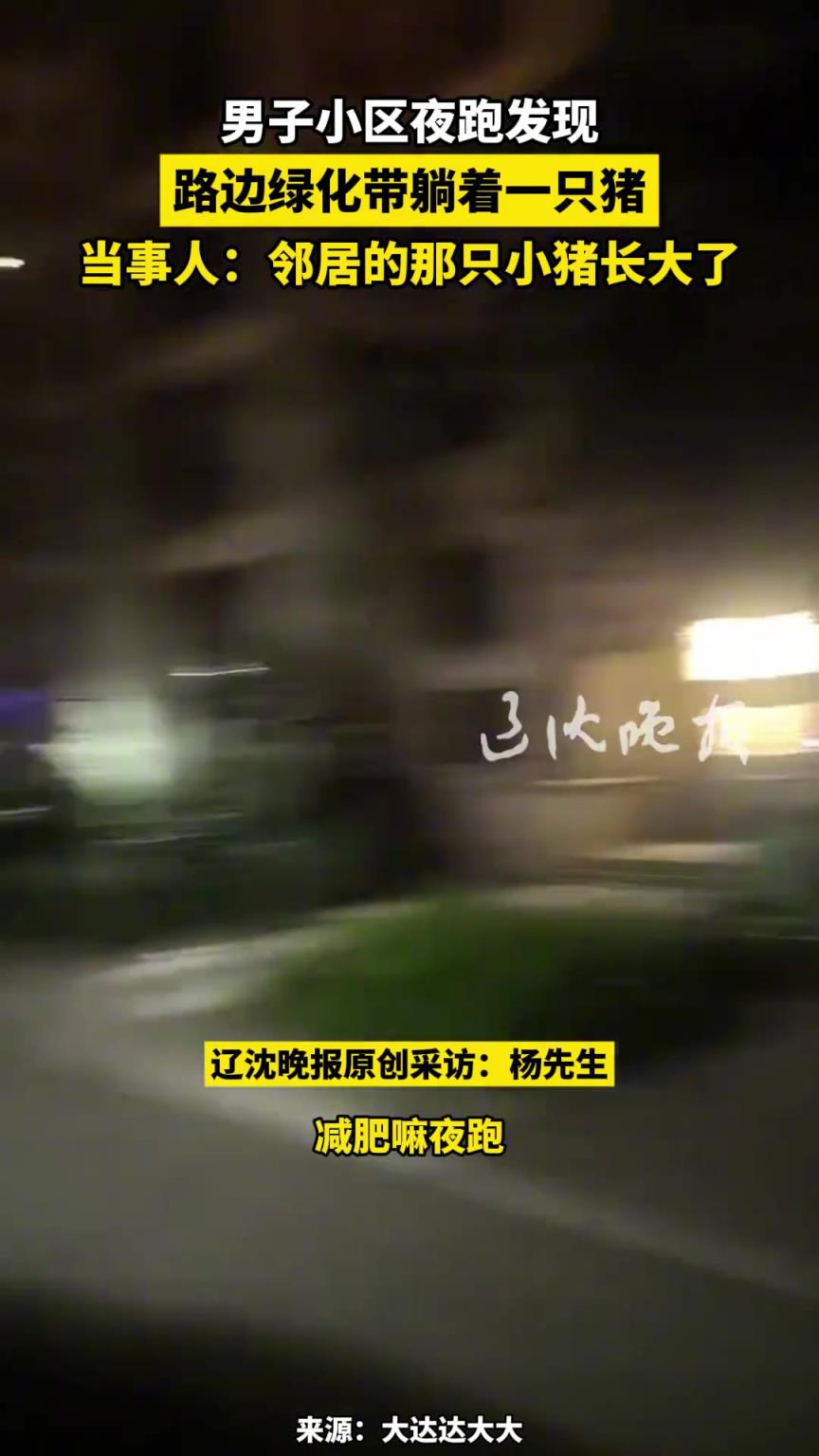 男子小區(qū)夜跑發(fā)現(xiàn)路邊綠化帶躺著一只豬