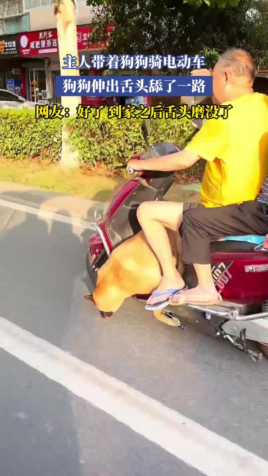 主人帶著狗狗騎電動車，狗狗伸出舌頭舔了一路