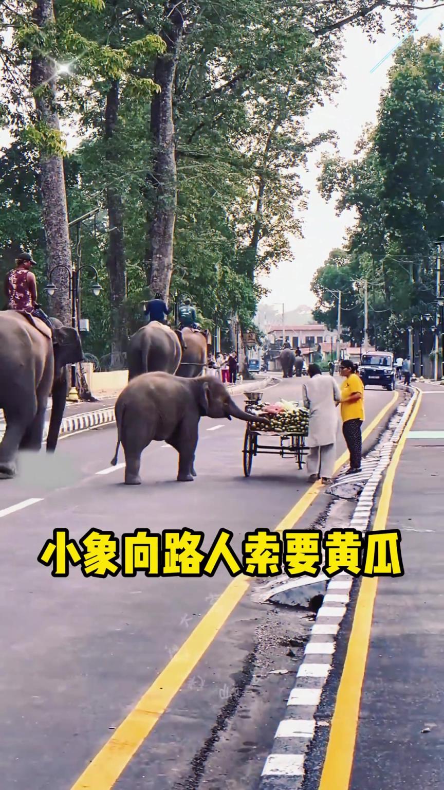 可愛的小象要吃黃瓜
