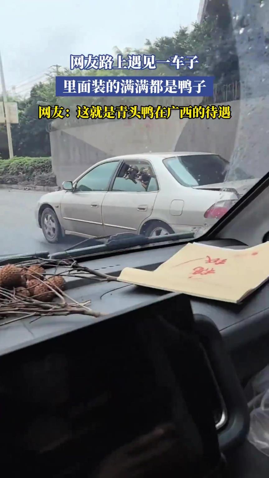 網友路上遇見一車子，里面裝的滿滿都是鴨子