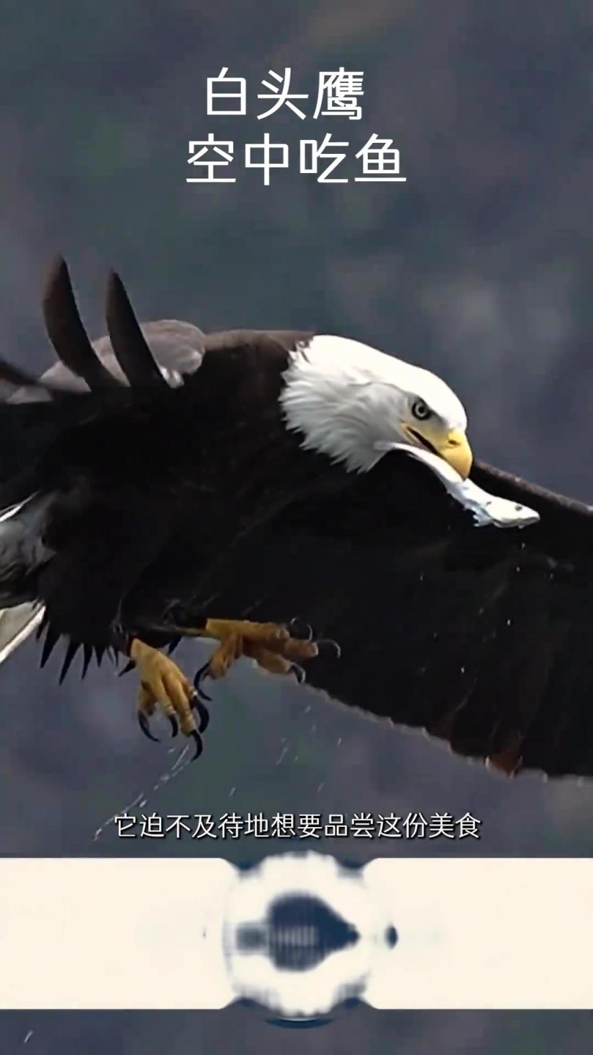 白頭鷹空中吃魚，魚：顛著顛著說不定我就逃走了！