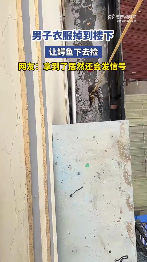 男子衣服掉楼下，鳄鱼帮忙捡还发信号