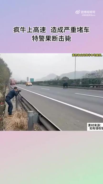 疯牛上高速，造成严重堵车，特警果断击毙！