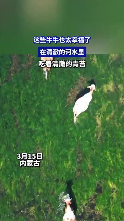 这些牛牛也太幸福了，在清澈的河水里，吃着青苔！
