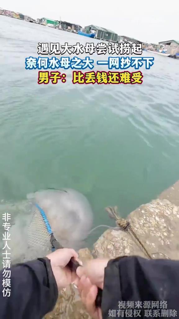 遇见大水母尝试捞起 奈何水母之大 一网抄不下