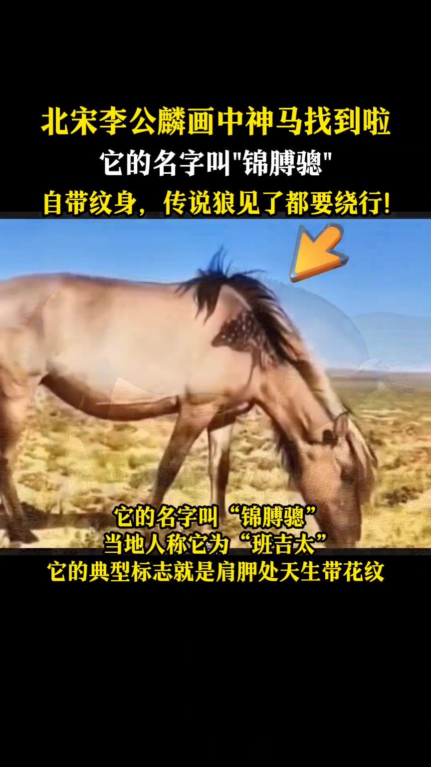 北宋画家李公麟画中的神马找到啦，名叫“锦膊骢”，天生带纹身！