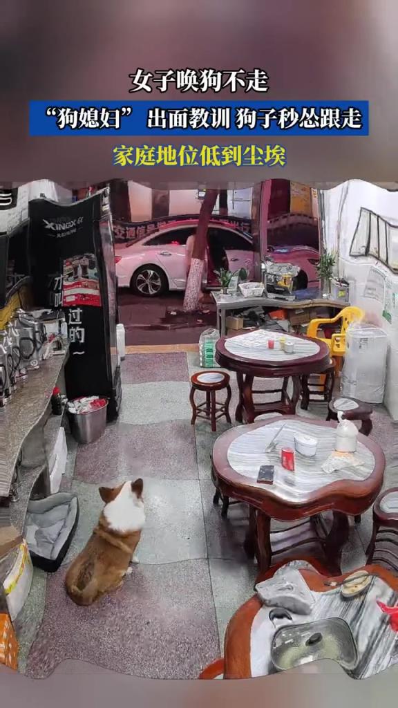 女子唤狗 “狗媳妇” 教训，狗子秒怂家庭地位低