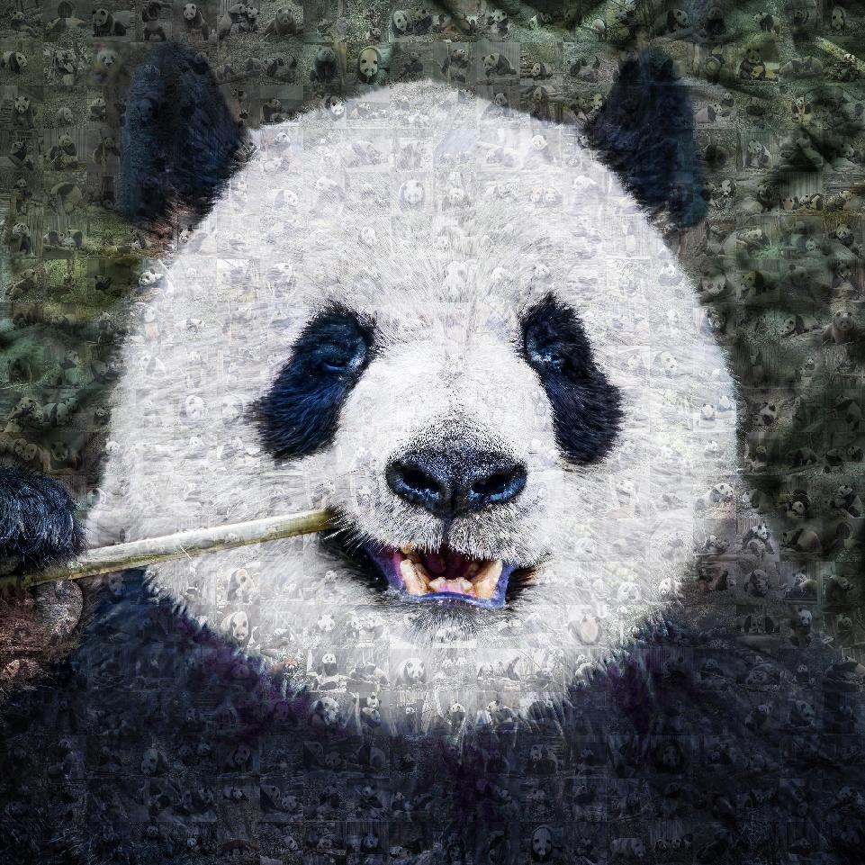 不止于“萌”：成都世运会吉祥物背后的生物多样性保护力量