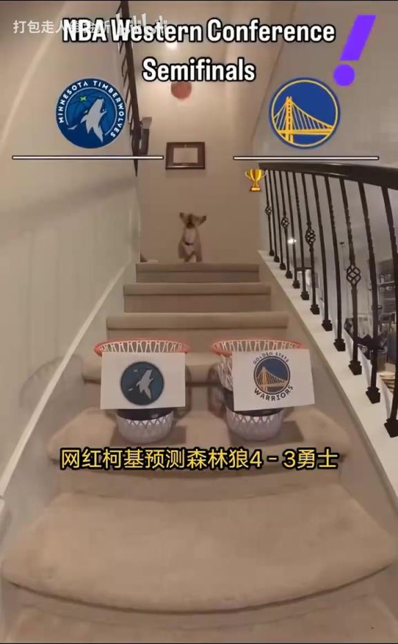 抢七决战？网红柯基预测系列赛走向：森林狼4比3战胜勇士！