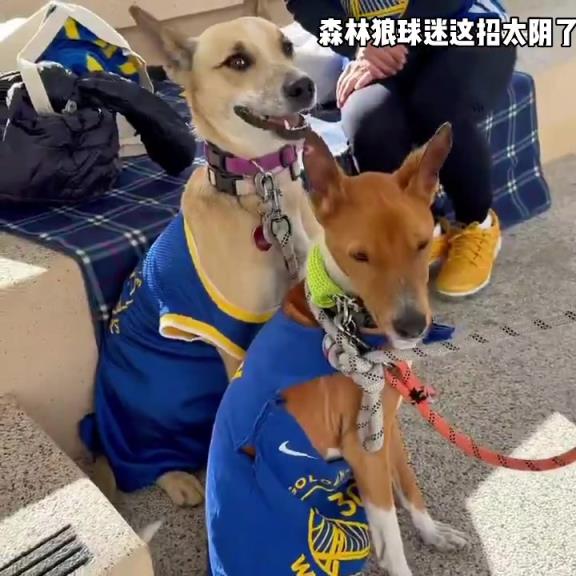 这是什么战术？森林狼球迷给狗狗穿上了库里球衣