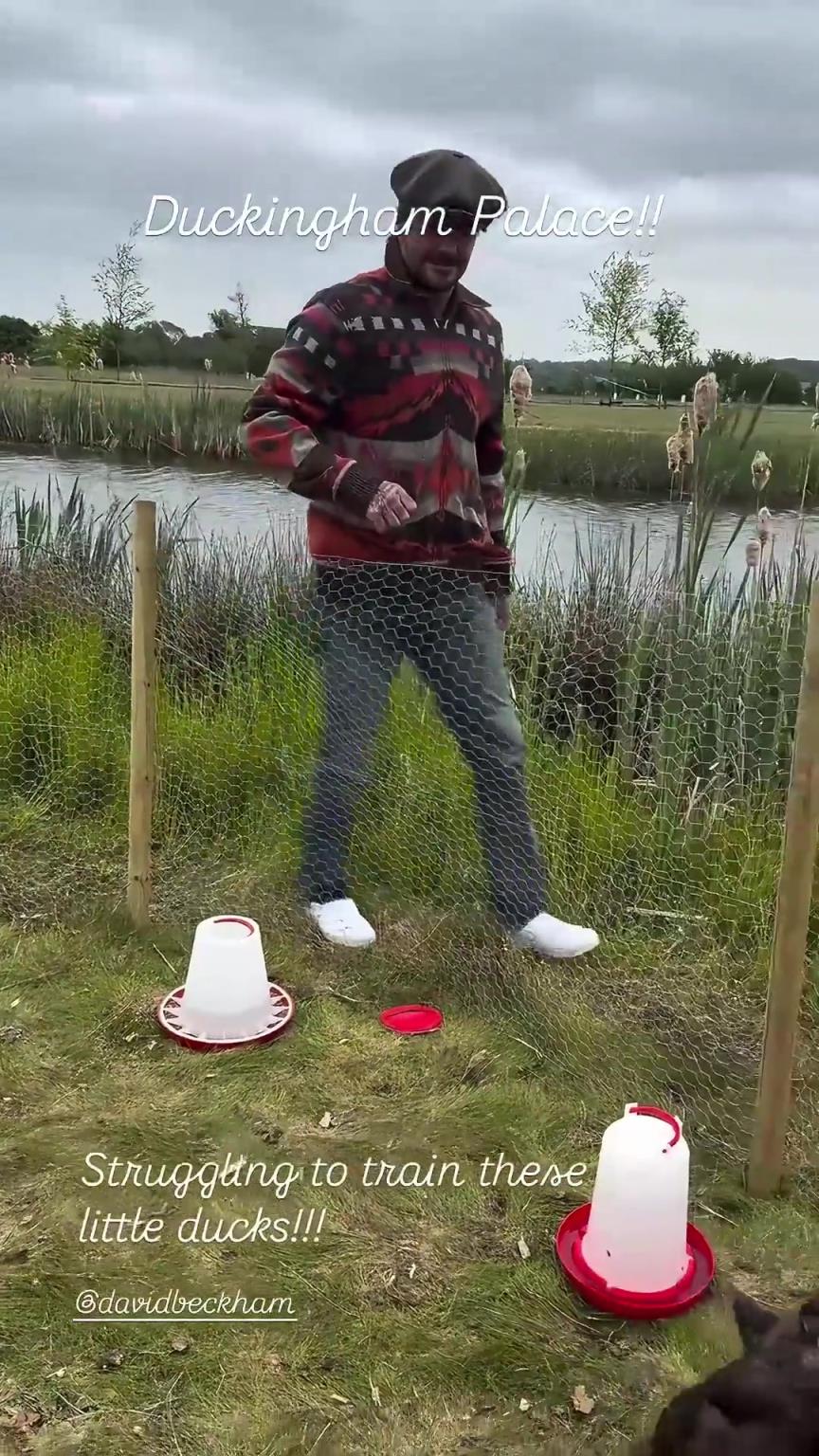 貝克漢姆的退休生活之:農場養鴨!