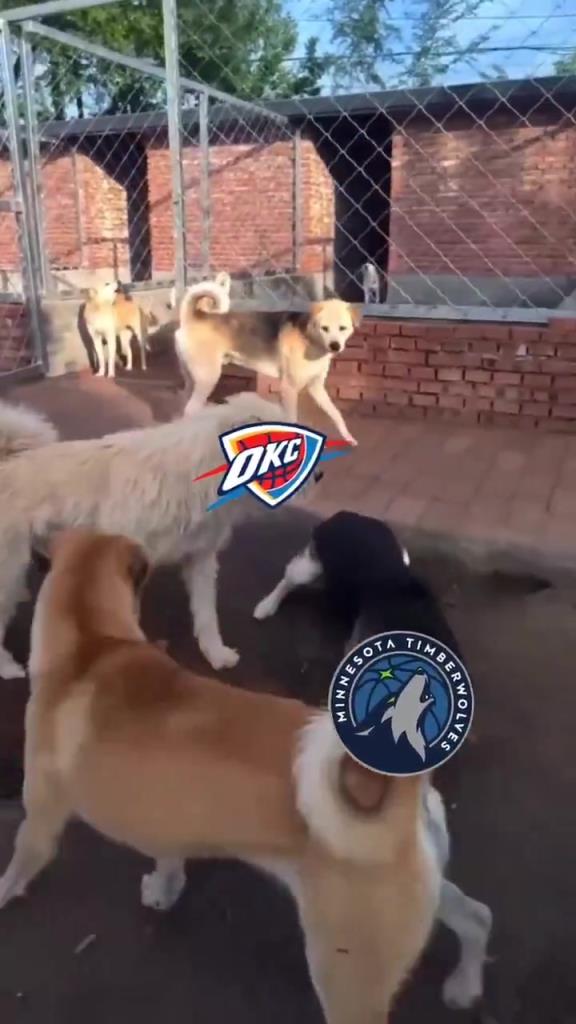 太有活了！美媒惡搞：狗王雷霆嚇退掘金灰熊，把森林狼按地上